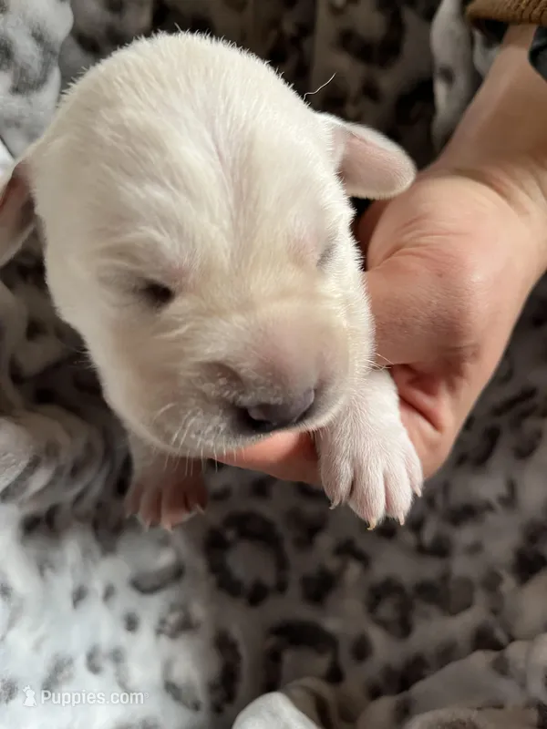 AKC Grey Boy – Labrador Retriever puppy for sale in Calhan, CO