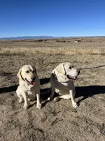 AKC Pink Girl, a female Labrador Retriever for sale in Calhan, CO – Photo 9 of 10