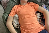 AKC Pink Girl, a female Labrador Retriever for sale in Calhan, CO – Photo 5 of 10