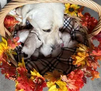 AKC Pink Girl, a female Labrador Retriever for sale in Calhan, CO – Photo 3 of 10