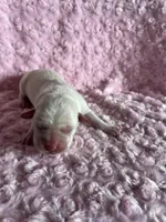 AKC Pink Girl, a female Labrador Retriever for sale in Calhan, CO – Photo 4 of 10