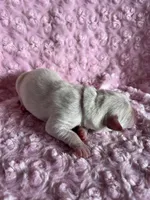 AKC Pink Girl, a female Labrador Retriever for sale in Calhan, CO – Photo 1 of 10