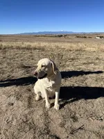 AKC Pink Girl, a female Labrador Retriever for sale in Calhan, CO – Photo 7 of 10