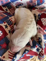 AKC Red Boy, a male Labrador Retriever for sale in Calhan, CO – Photo 4 of 6