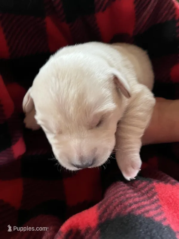 AKC Red Boy – Labrador Retriever puppy on hold in Calhan, CO