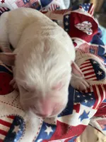 AKC Red Boy, a male Labrador Retriever for sale in Calhan, CO – Photo 6 of 6