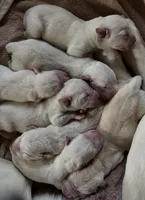 AKC Red Boy, a male Labrador Retriever for sale in Calhan, CO – Photo 2 of 6