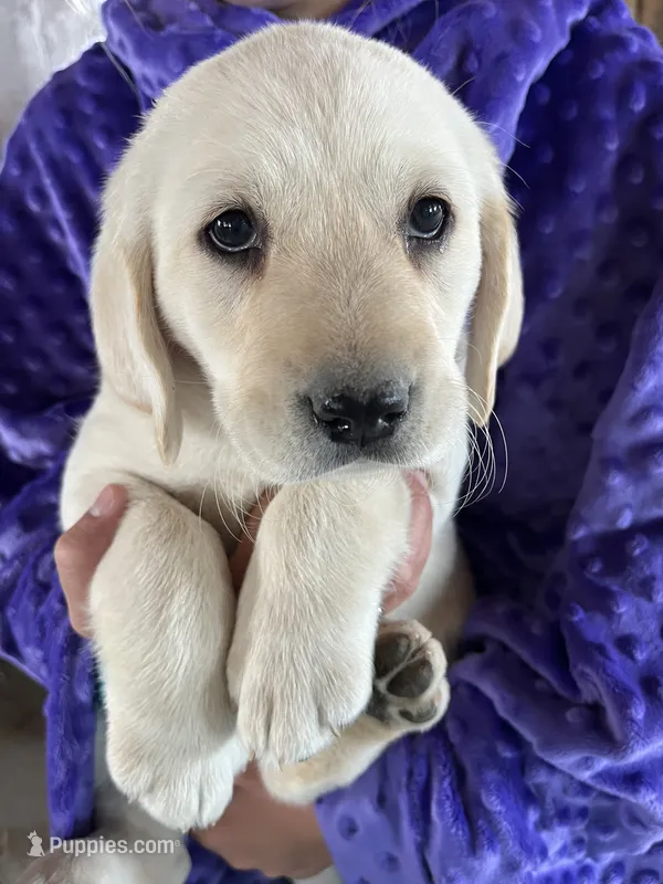 AKC Lilac Girl🪻, Ready 5/27 – Labrador Retriever puppy for sale in Calhan, CO