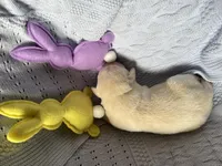 AKC Spring Blossom Girl 🌸, Ready 5/27, a female Labrador Retriever for sale in Calhan, CO – Photo 2 of 2