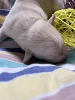 AKC Spring Blossom Girl 🌸, Ready 5/27, a female Labrador Retriever for sale in Calhan, CO – Photo 1 of 2