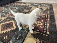 AKC Pink Girl🌸, Ready 5/27, a female Labrador Retriever for sale in Calhan, CO – 4 of 10