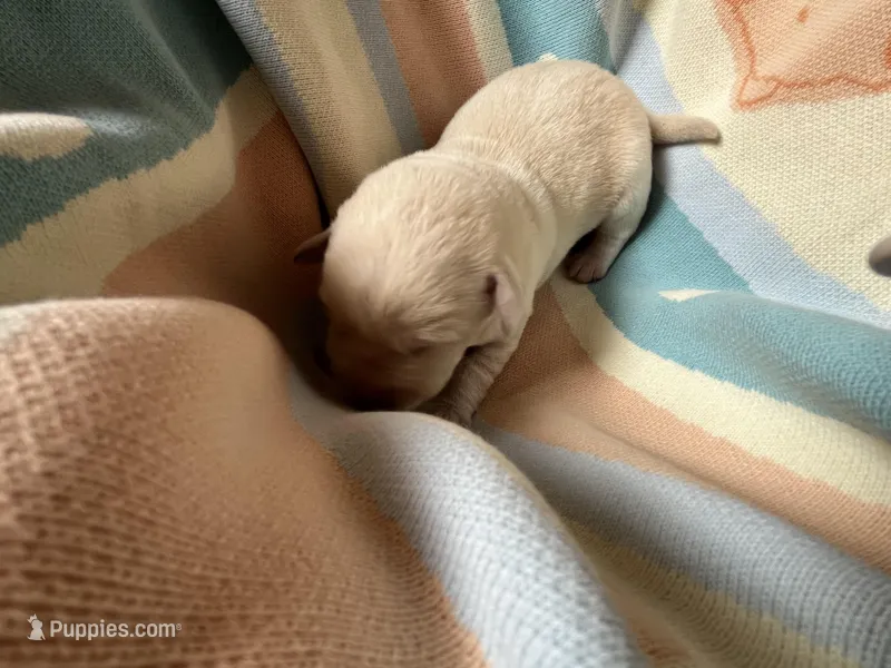 AKC Spring Grass Boy, Ready 5/27 – Labrador Retriever puppy for sale in Calhan, CO