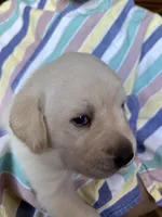 AKC Green Boy, Ready 5/27, a male Labrador Retriever for sale in Calhan, CO – 5 of 10