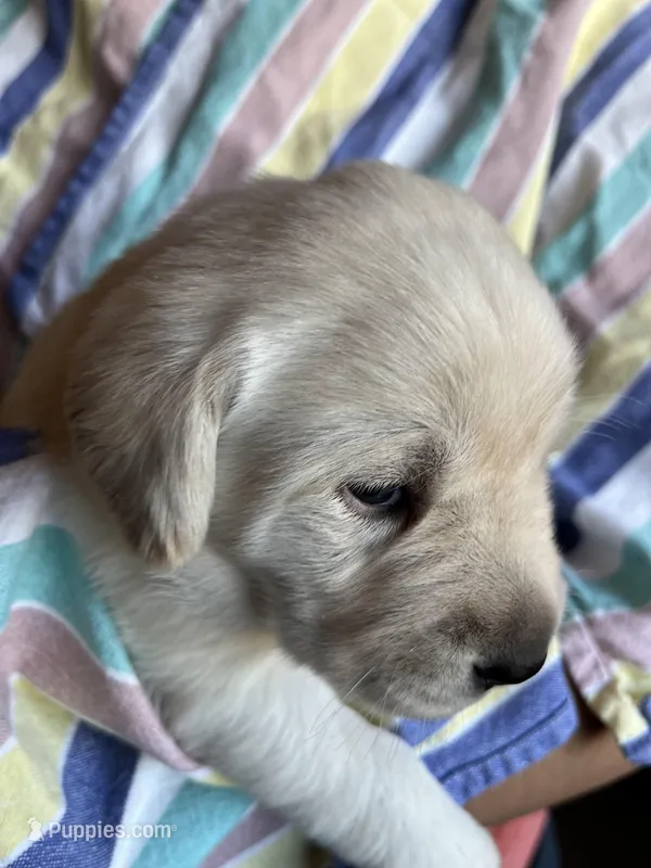 AKC Spring Grass Boy, Ready 5/27 – Labrador Retriever puppy for sale in Calhan, CO