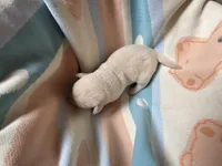 AKC Spring Grass Boy, Ready 5/27, a male Labrador Retriever for sale in Calhan, CO – Photo 2 of 3