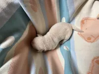 AKC Spring Grass Boy, Ready 5/27, a male Labrador Retriever for sale in Calhan, CO – Photo 3 of 3