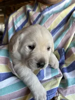 AKC Green Boy, Ready 5/27, a male Labrador Retriever for sale in Calhan, CO – 4 of 10