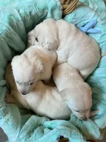 AKC Green Boy, Ready 5/27, a male Labrador Retriever for sale in Calhan, CO – 8 of 10