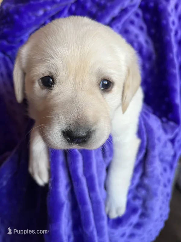 AKC Lilac Girl🪻, Ready 5/27 – Labrador Retriever puppy for sale in Calhan, CO
