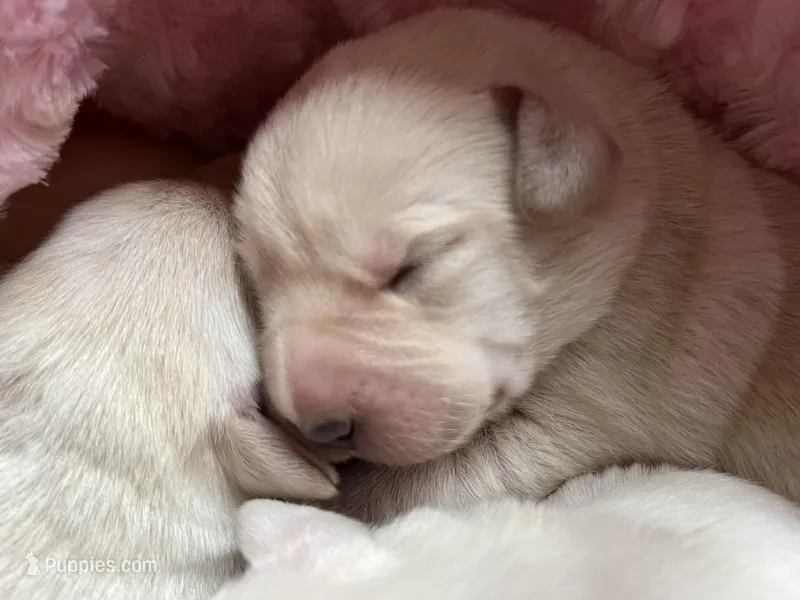 AKC Lilac Girl🪻, Ready 5/27 – Labrador Retriever puppy for sale in Calhan, CO