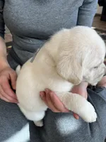 AKC Gray Boy, a male Labrador Retriever for sale in Calhan, CO – Photo 3 of 10