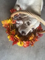 AKC Gray Boy, a male Labrador Retriever for sale in Calhan, CO – Photo 4 of 10