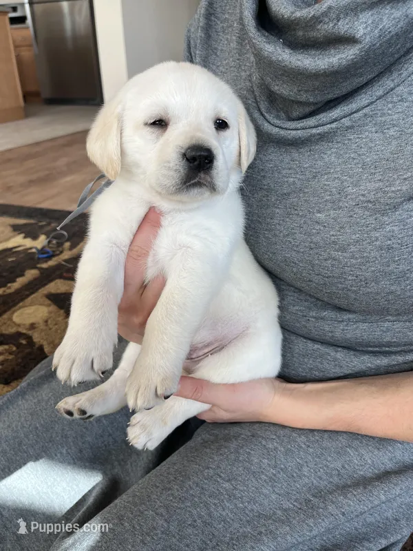 AKC Gray Boy, a male Labrador Retriever for sale in Calhan, CO – Photo 1 of 10