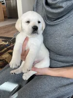 AKC Gray Boy, a male Labrador Retriever for sale in Calhan, CO – Photo 1 of 10