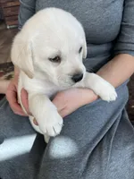 AKC Gray Boy, a male Labrador Retriever for sale in Calhan, CO – Photo 2 of 10