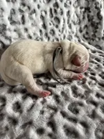 AKC Gray Boy, a male Labrador Retriever for sale in Calhan, CO – Photo 7 of 10