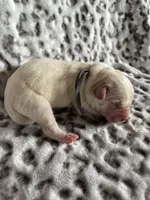 AKC Gray Boy, a male Labrador Retriever for sale in Calhan, CO – Photo 6 of 10