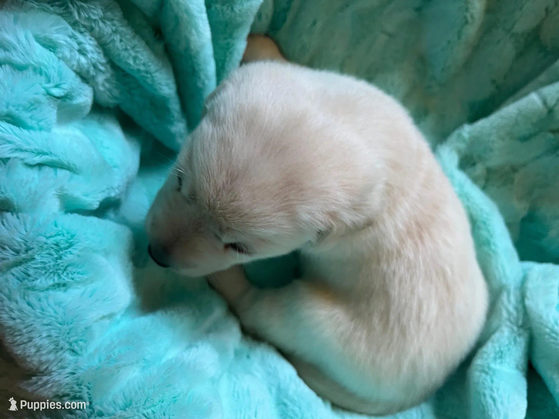 AKC Yellow Boy, Ready 5/27, a male Labrador Retriever for sale in Calhan, CO – 3 of 9