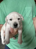 AKC Green Boy, a male Labrador Retriever for sale in Calhan, CO – Photo 4 of 9