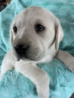 AKC Green Boy, a male Labrador Retriever for sale in Calhan, CO – Photo 1 of 10