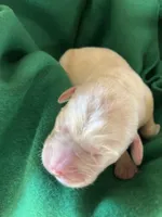 AKC Green Boy, a male Labrador Retriever for sale in Calhan, CO – Photo 1 of 7