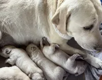 AKC Green Boy, a male Labrador Retriever for sale in Calhan, CO – Photo 3 of 9
