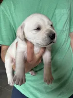 AKC Green Boy, a male Labrador Retriever for sale in Calhan, CO – Photo 6 of 9