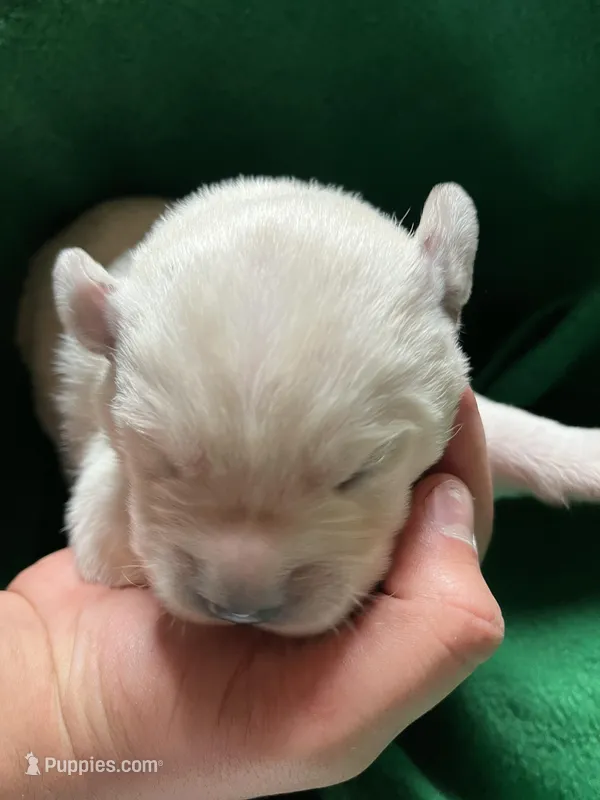 AKC Green Boy – Labrador Retriever puppy for sale in Calhan, CO