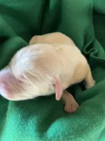 AKC Green Boy, a male Labrador Retriever for sale in Calhan, CO – Photo 3 of 7