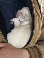 AKC Green Boy, a male Labrador Retriever for sale in Calhan, CO – Photo 2 of 9