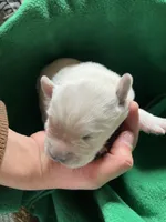 AKC Green Boy, a male Labrador Retriever for sale in Calhan, CO – Photo 7 of 9