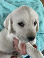 AKC Green Boy, a male Labrador Retriever for sale in Calhan, CO – Photo 3 of 10