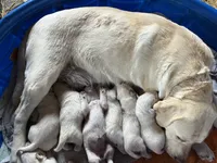 AKC Green Boy, a male Labrador Retriever for sale in Calhan, CO – Photo 9 of 9