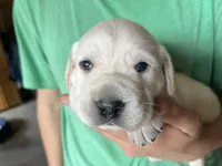 AKC Green Boy, a male Labrador Retriever for sale in Calhan, CO – Photo 8 of 9