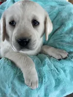 AKC Green Boy, a male Labrador Retriever for sale in Calhan, CO – Photo 2 of 10