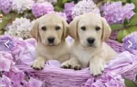 AKC Green Boy, a male Labrador Retriever for sale in Calhan, CO – Photo 6 of 7