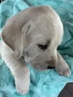 AKC Green Boy, a male Labrador Retriever for sale in Calhan, CO – Photo 5 of 10