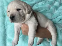 AKC Green Boy, a male Labrador Retriever for sale in Calhan, CO – Photo 1 of 9