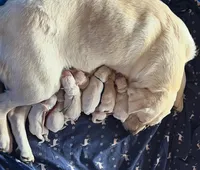 AKC White Girl, a female Labrador Retriever for sale in Calhan, CO – Photo 2 of 8