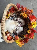 AKC White Girl, a female Labrador Retriever for sale in Calhan, CO – Photo 3 of 8